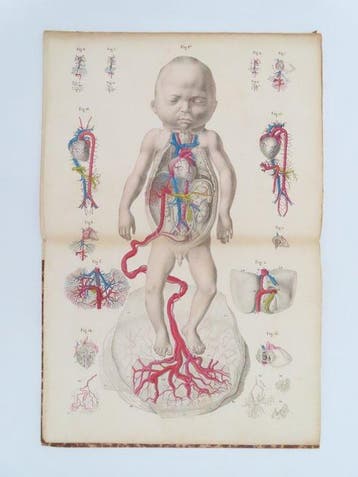 G. Martin-Saint-Ange - Circulation du sang chez le foetus de, Antiek en Kunst