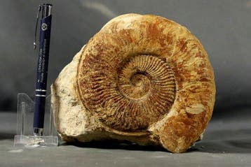 Een grote — fijne ammoniet met behoud van schelp — en een, Verzamelen, Mineralen en Fossielen