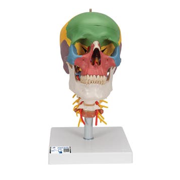 Anatomie model schedel met cervicale wervelkolom, gekleu..., Nieuw