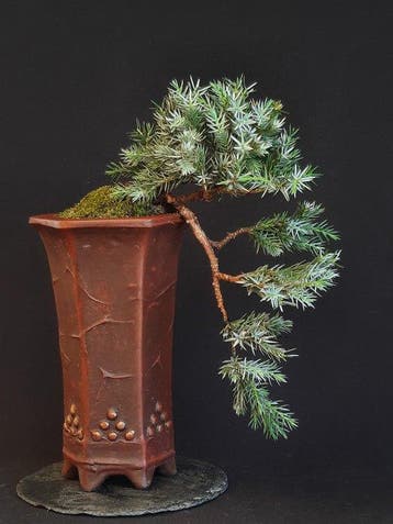 Jeneverbes bonsai (Juniperus) - Hoogte (boom): 10 cm -
