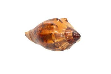 Top-verzamelstuk: Cymbiola laminusa – 101 mm, Makellos (GEM), Verzamelen, Nieuw