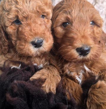Doodledream Doodletjes, Parvo, Nederland, Overige rassen, 8 tot 15 weken