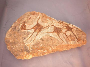 Zeester - Fossiel rugschild - 21 cm - 13 cm