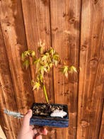 Japanese maple bonsai (Acer palmatum) - Hoogte (boom): 22 cm