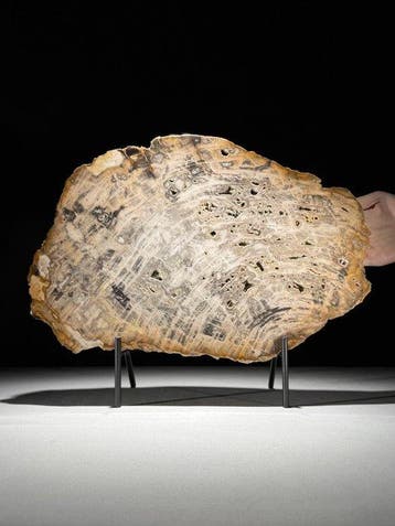 C-Stunning Grote plak versteend hout op een op maat gemaakte