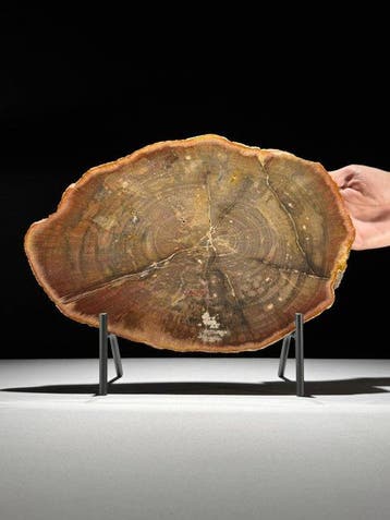 Prachtige rode schijf van versteend hout op een op maat