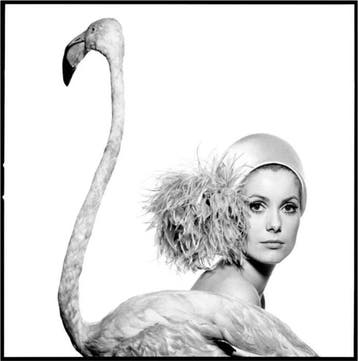 David Bailey - Catherine Deneuve