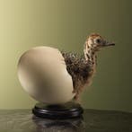 Struisvogel Kuiken in Ei Taxidermie Opgezette Dieren By Max, Verzamelen, Dierenverzamelingen, Ophalen of Verzenden, Nieuw, Vogel
