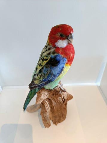 Oostelijke rosella Taxidermie volledige montage -, Nieuw