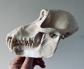Aap Schedel van een zoogdier - Papio papio - 12 cm - 12 cm -