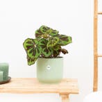 Green Bubble - Begonia Masoniana Mountain - 35cm, Huis en Inrichting, Kamerplanten, Ophalen of Verzenden