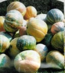 Rainbow pompoen zaden, Ophalen of Verzenden, Nieuw