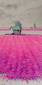 Roberto Mauri (1977) - Riflessi di un Sogno Magenta