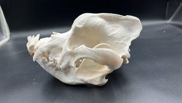 Hond Schedel - Bordeaux dog - 0 cm - 0 cm - 0 cm - (1)