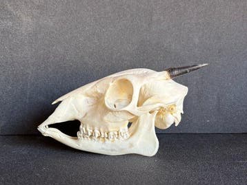 cephalophe Schedel van een zoogdier - Cephalophus nigrifon -, Antiek en Kunst