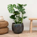 Green Bubble - Monstera - 70cm - Ø17 cm, Ophalen of Verzenden