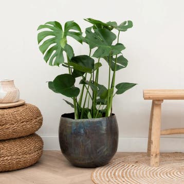 Green Bubble - Monstera - 70cm - Ø17 cm, Ophalen of Verzenden