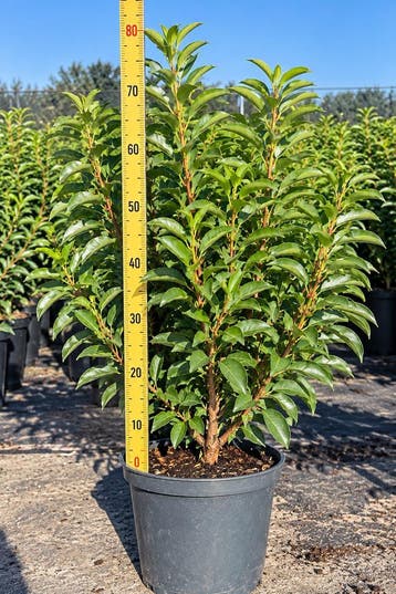Portugese laurier 60-80 cm in pot | haagplant € 12,50, Tuin en Terras, Ophalen, Laurier, Haag, Minder dan 100 cm