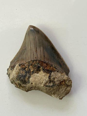 Megalodon-tand 6,4 cm - Fossiele tand - Carcharocles