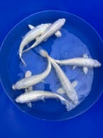 Koi en Vijverbouw   Koi veiling, Dieren en Toebehoren, Vissen | Vijvervissen, Karper of Koi