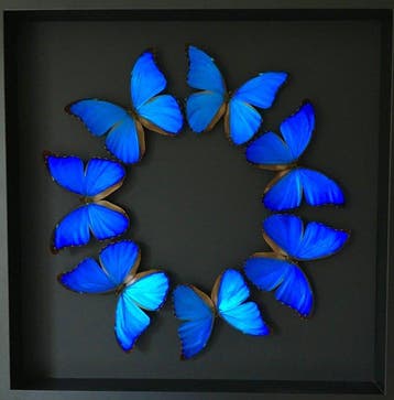 Vlinder Taxidermie volledige montage - Morpho Didius - 50 cm, Antiek en Kunst