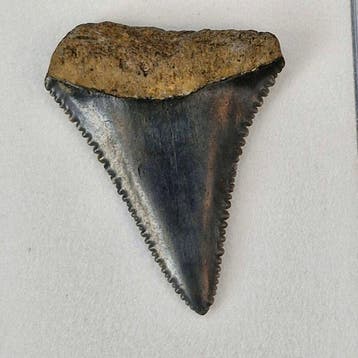 Witte haai - Fossiele tand - carcharodon carcharias - 3.9 cm