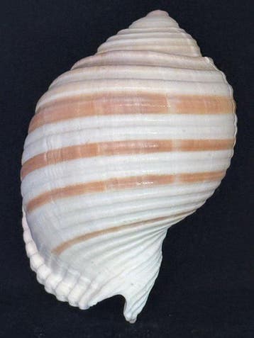 Zeeslak Zeeschelp - S-530 TONNA SULCOSA (Zonder, Nieuw