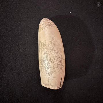 Scrimshaw-replicas van potvissen Tand - Scrimshaw - 14 cm -, Nieuw