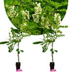 Set van 2 Robinia pseudoacacia + 9cm pot, Verzenden, Volle zon
