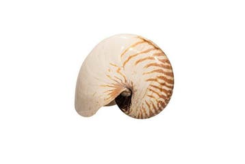 Perlboot Skelet - EXTRAGROSSE NAUTILUS  Nautilus pompilius, Nieuw