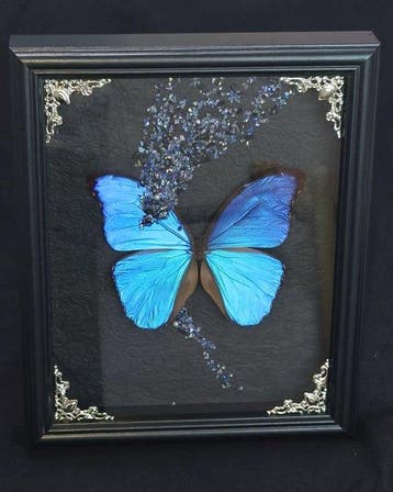 Vlinder Taxidermie wandmontage - Morpho menelaus - 0 cm - 0