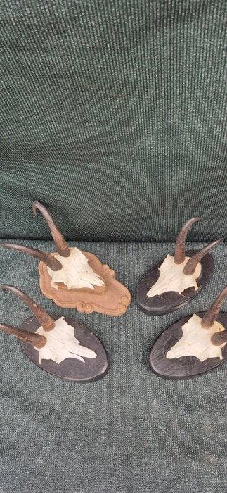 Gems Taxidermie wandmontage - Rupicapra rupicapra - 4, Nieuw