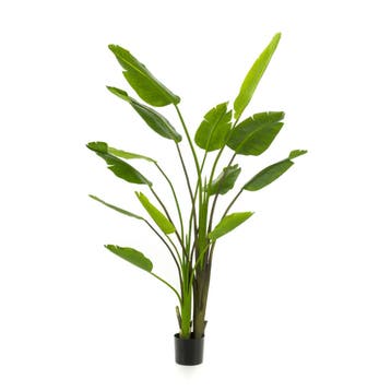 Green Bubble - Kunstplant Strelitzia Nicolai - 180 cm - Ø, Huis en Inrichting, Ophalen of Verzenden, Nieuw, Binnen