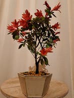 Azalea Bonsai - Hoogte (boom): 25 cm - Diepte (boom): 18 cm
