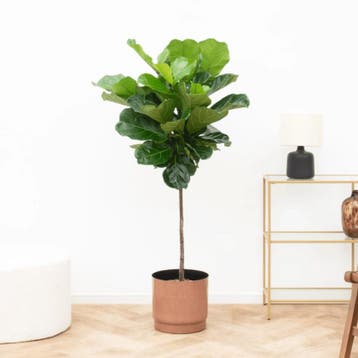 Green Bubble - Strelitzia Nicolai Kunstplant - 180 cm -    Woonaccessoires | Kunstplanten en Kunstbloemen  Marktplaats
