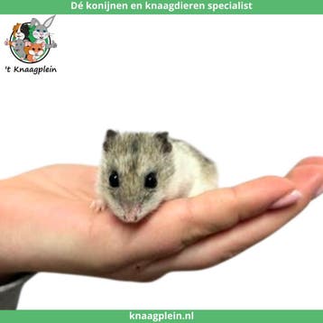 Jonge lieve Chinese dwerghamsters te koop!, Meerdere dieren, Hamster, Tam
