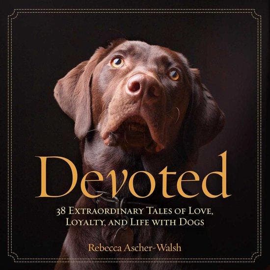 Devoted 9781426211584 Rebecca Ascher Walsh, Boeken, Taal | Engels, Gelezen, Verzenden