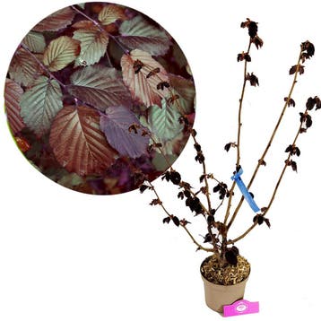 Corylus maxima Purpurea + Pot 17cm, Tuin en Terras, Verzenden, Halfschaduw