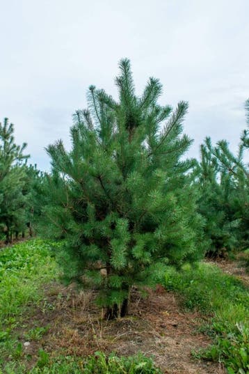 Pinus sylvestris meerstammig 200-250