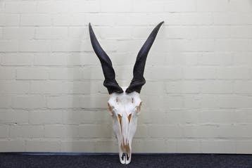 African Antelope Schedel - Common Eland - Taurotragus oryx -, Verzamelen, Dierenverzamelingen, Nieuw