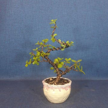 Jade bonsai (Crassula/Portulacaria) - Hoogte (boom): 23 cm -
