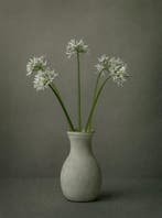 Tessa Posthuma de Boer - Ramsons