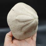 Prachtige echinoïde met bijtmerken - Gefossiliseerd dier -, Verzamelen