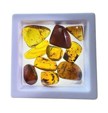 Birmese barnsteen - Barnsteen - 10 Burmese Amber Fossils