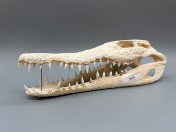 Nijlkrokodil Schedel - Crocodylus niloticus - 6 cm - 10 cm -, Verzamelen, Nieuw