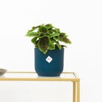 Green Bubble - Pilea Moonvalley - 20cm - Ø14 cm, Ophalen of Verzenden