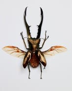 Loofhoutboktor Taxidermie volledige montage - Cyclommatus, Nieuw