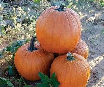 Sprinter F1 PMT Halloween pompoen kleinverpakking zaden, Ophalen of Verzenden, Nieuw