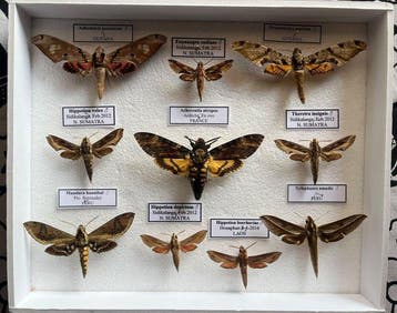 Mot Taxidermie volledige montage - Acherontia Átropos &