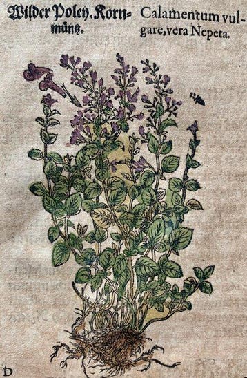 Pietro Andrea Mattioli - Contemporary hand-coloured leaf